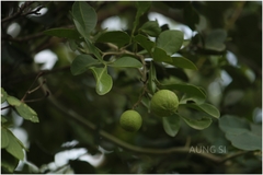 Pleiospermium alatum